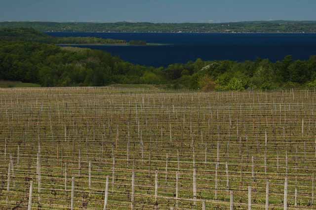 vineyards with West Grand Traverse Bay in background